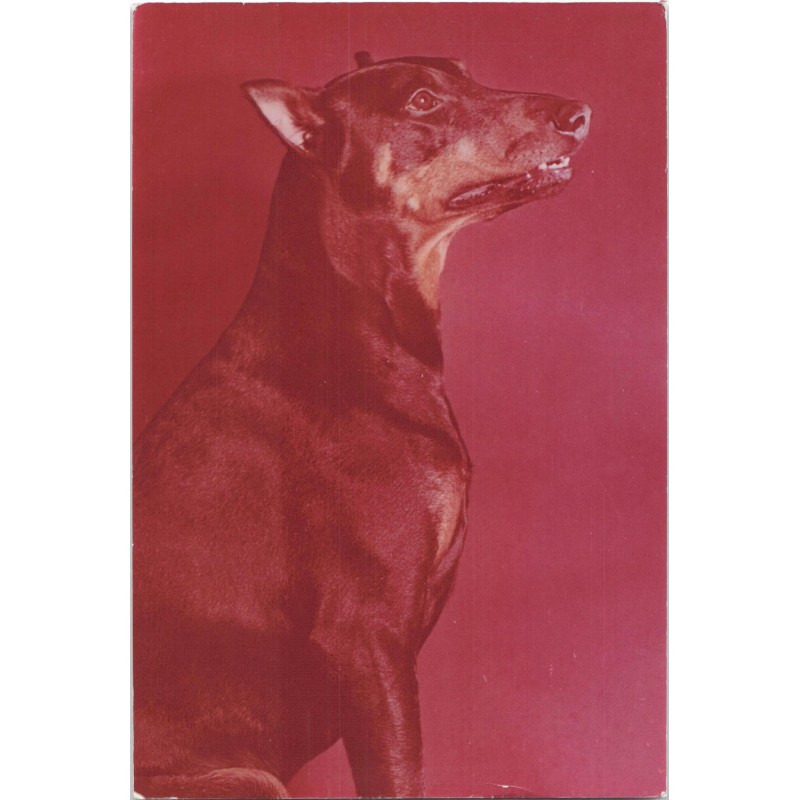 Doberman