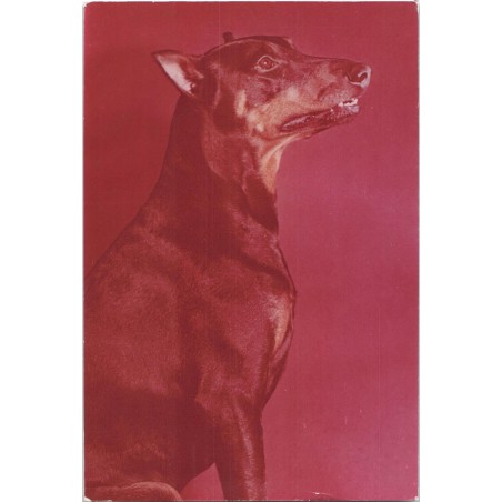 Doberman