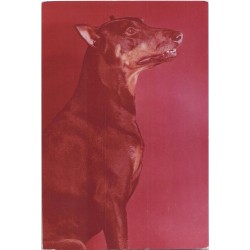 Doberman