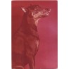 Doberman