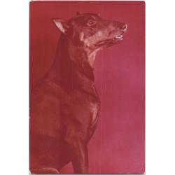 Doberman