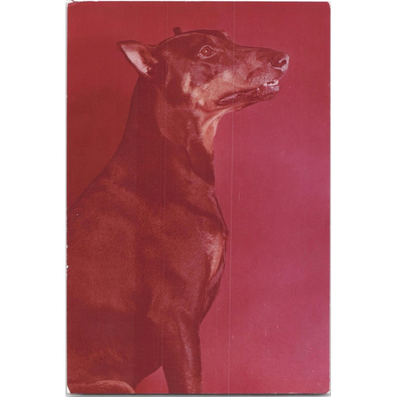 Doberman