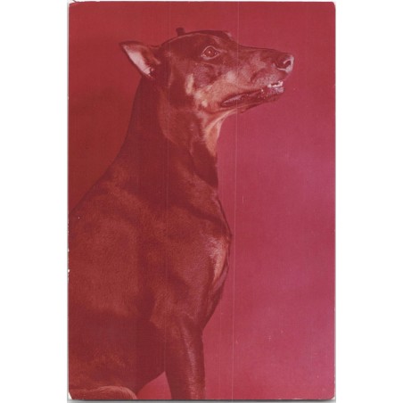 Doberman