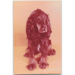 Cocker spaniel