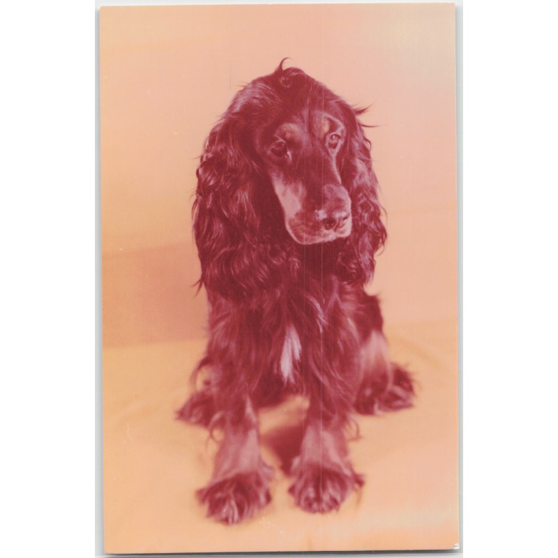 Cocker spaniel