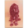 Cocker spaniel