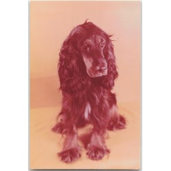 Cocker spaniel
