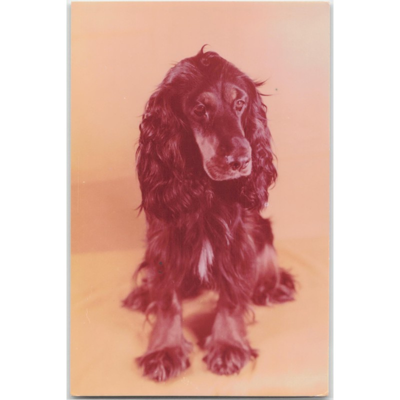 Cocker spaniel