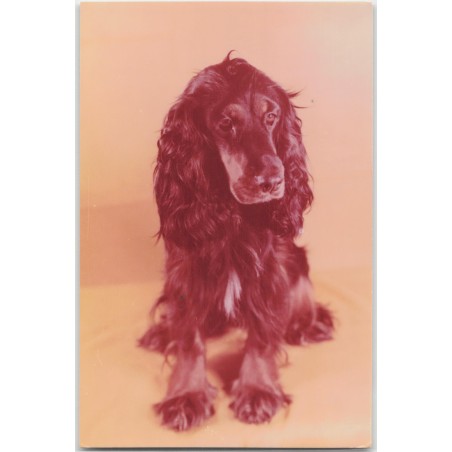 Cocker spaniel
