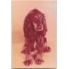 Cocker spaniel
