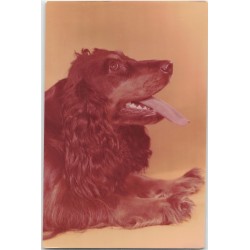 Cocker spaniel