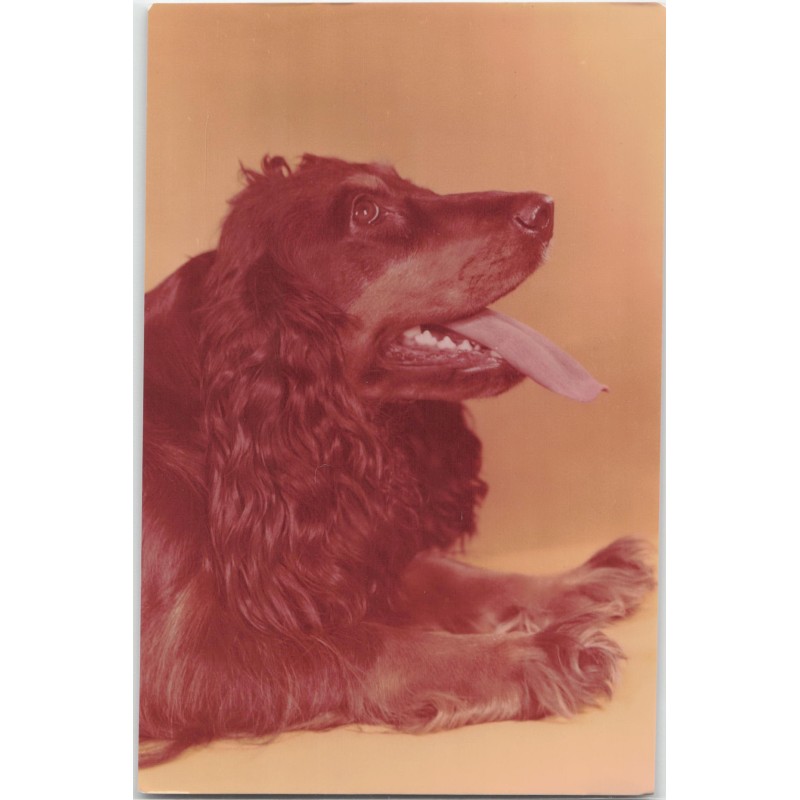Cocker spaniel