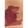 Cocker spaniel