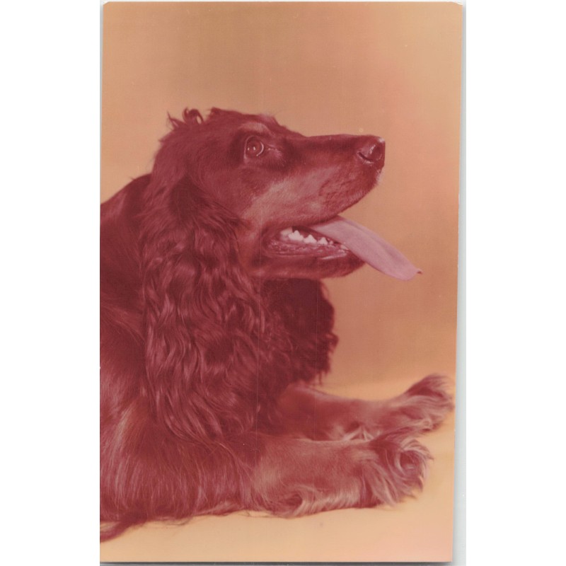 Cocker spaniel