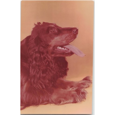 Cocker spaniel