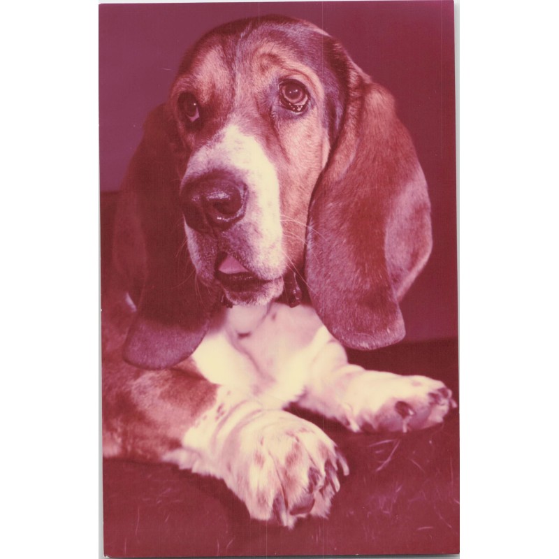 Basset hound