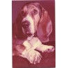 Basset hound