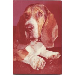 Basset hound