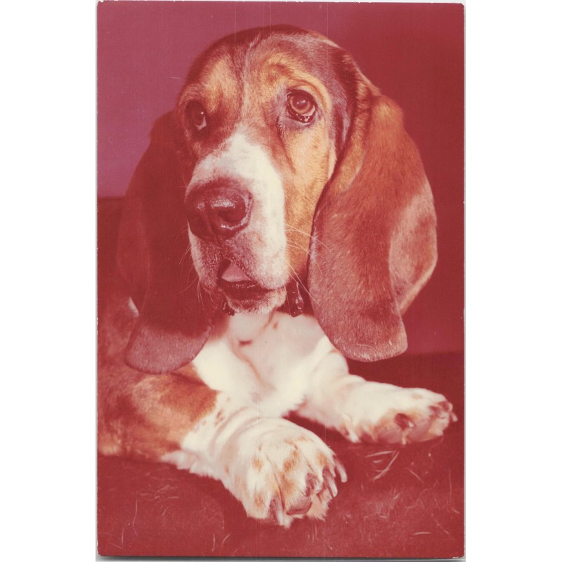 Basset hound