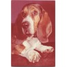 Basset hound