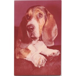 Basset hound