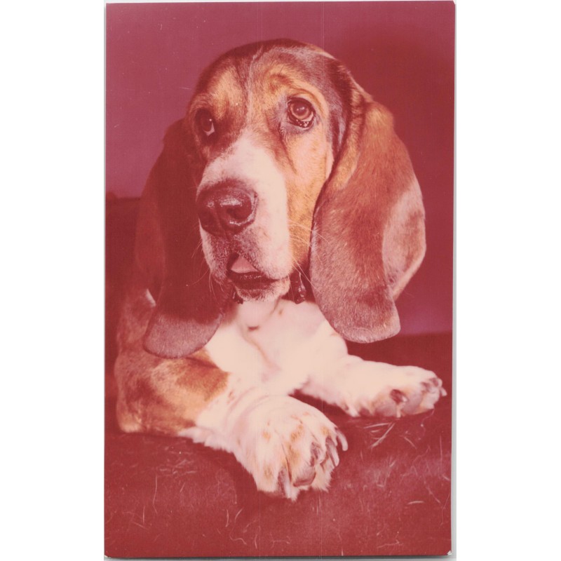 Basset hound