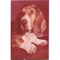 Basset hound