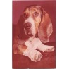 Basset hound