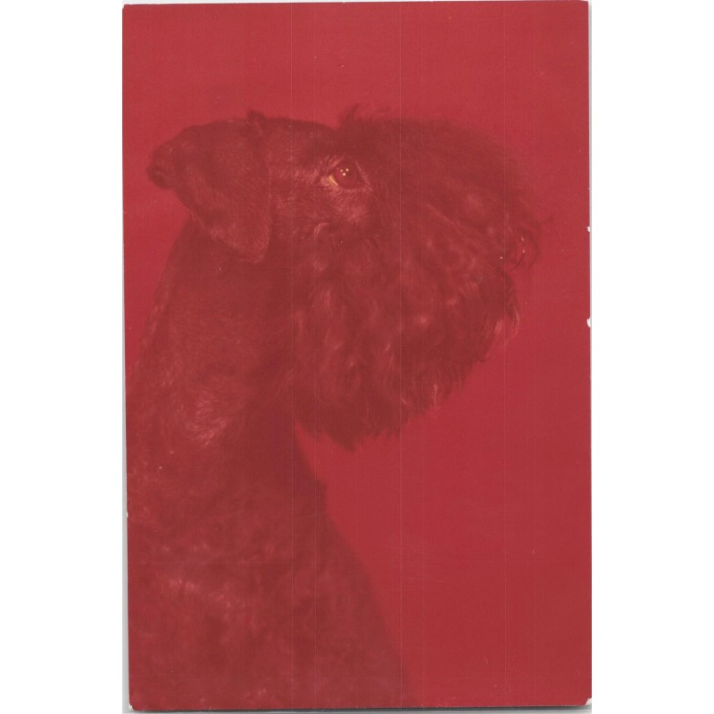 Kerry blue terrier | Alba
