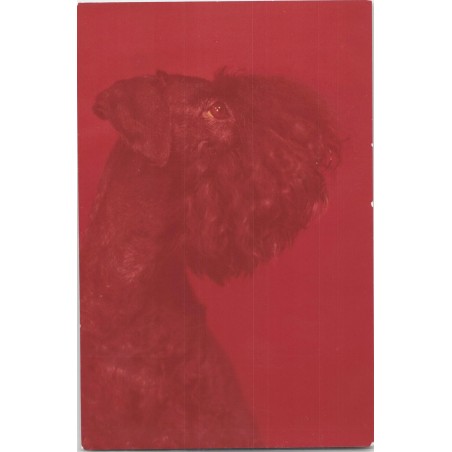 Kerry blue terrier | Alba
