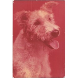 Foxterrier ostrowłosy | Bąbel