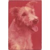 Foxterrier ostrowłosy | Bąbel