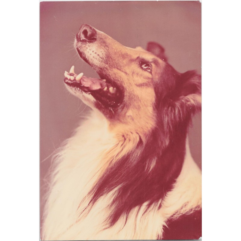 Collie | Parys