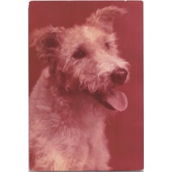 Foxterrier ostrowłosy | Bąbel