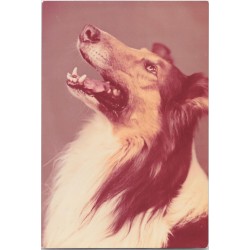 Collie | Parys