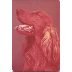 Cocker spaniel złoty | Gaweł