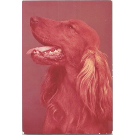Cocker spaniel złoty | Gaweł