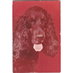 Cocker spaniel czarny | Horacy