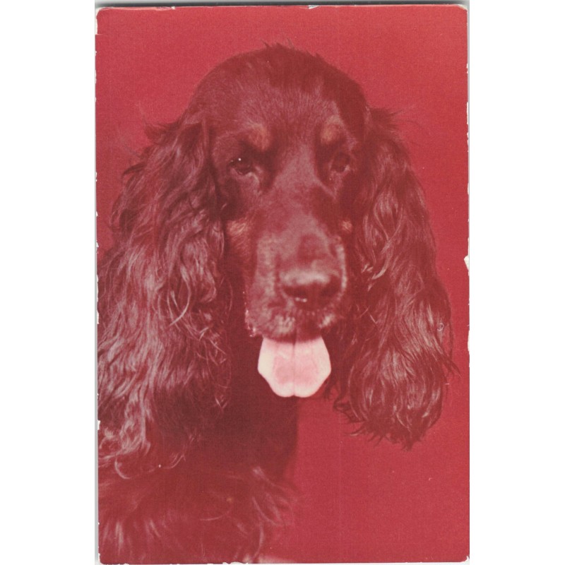 Cocker spaniel czarny | Horacy