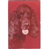 Cocker spaniel czarny | Horacy