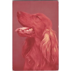Cocker spaniel złoty | Gaweł