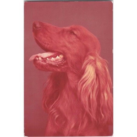 Cocker spaniel złoty | Gaweł