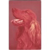 Cocker spaniel złoty | Gaweł