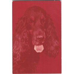 Cocker spaniel czarny | Horacy