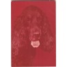 Cocker spaniel czarny | Horacy