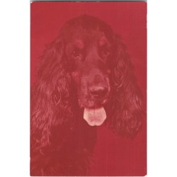 Cocker spaniel czarny | Horacy