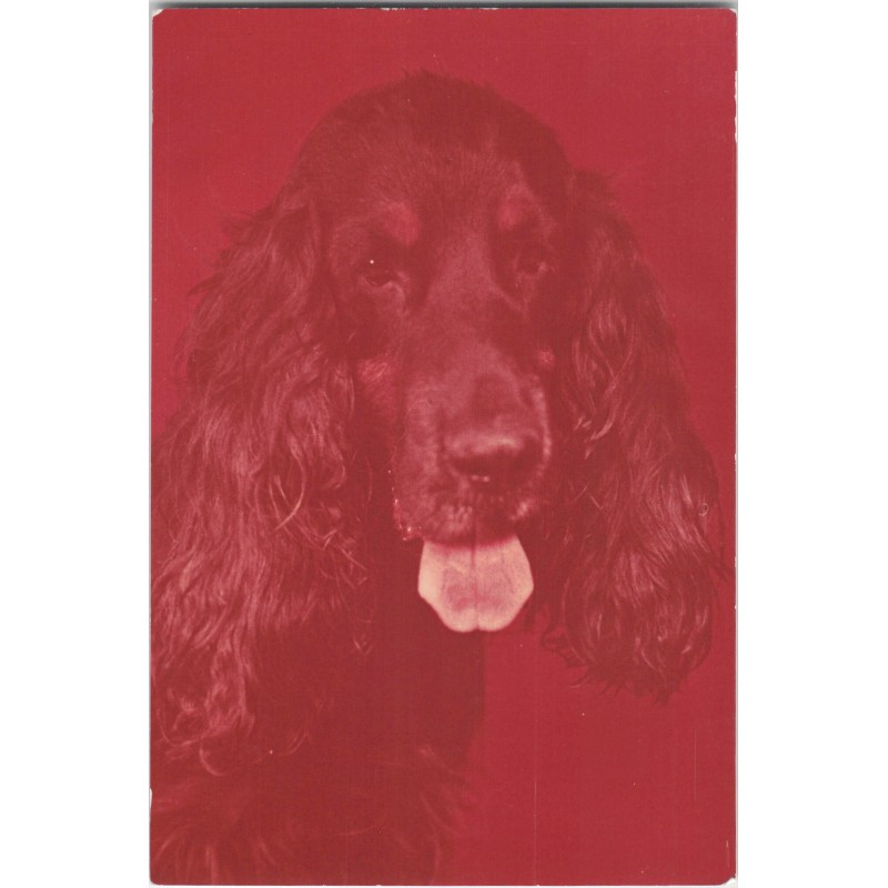 Cocker spaniel czarny | Horacy