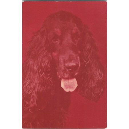 Cocker spaniel czarny | Horacy