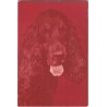 Cocker spaniel czarny | Horacy