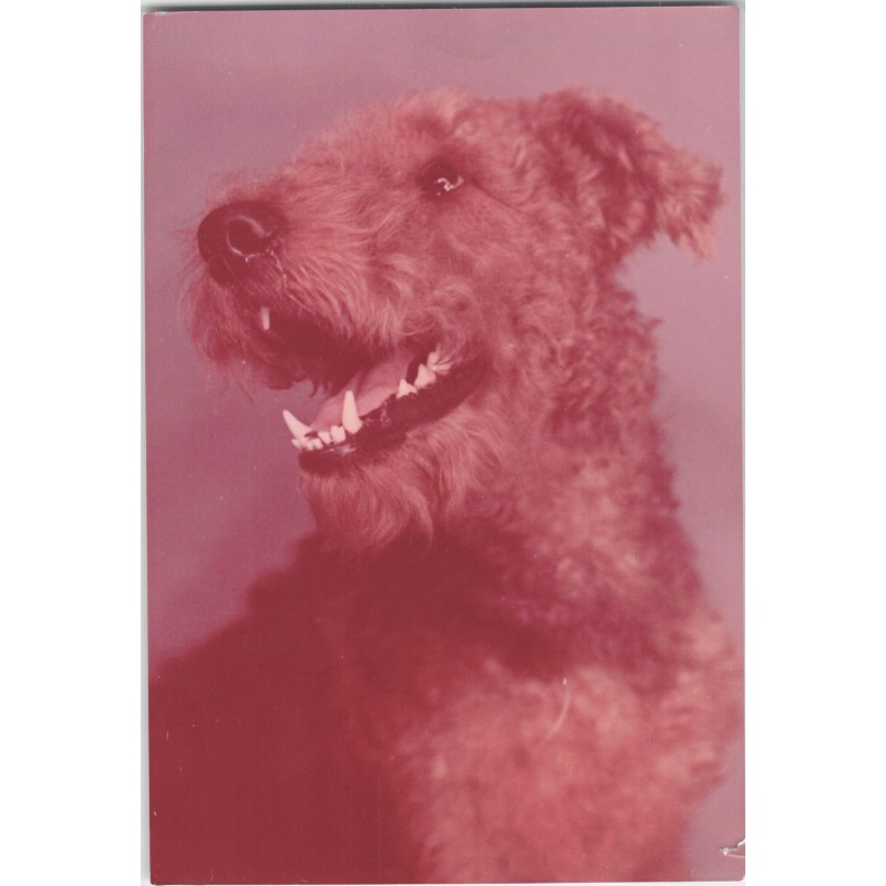 Airedale terrier | Ben